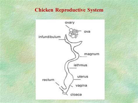 Chicken Female Reproductive System Ppt Video Online Download