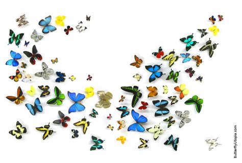 Free Butterfly Wallpaper and Screensavers - WallpaperSafari