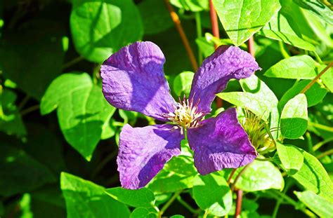 Clematis Creeper Flower - Free photo on Pixabay - Pixabay