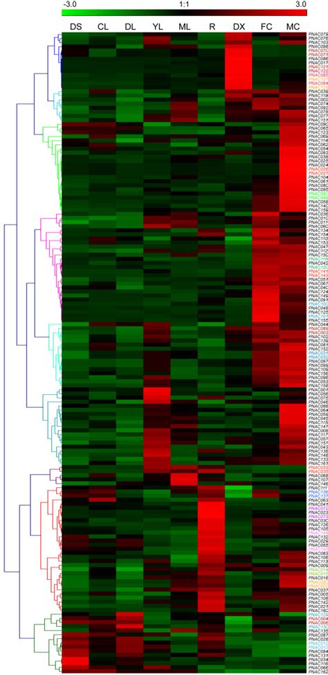 Hierarchical Clustering Of Expression Profiles Of Populus NAC Gene