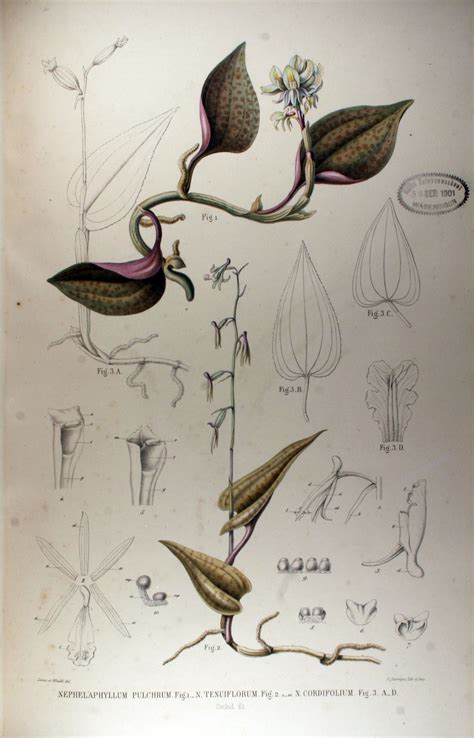 Collection Des Orchidées Les Plus Remarquables De Larchipel Indien Et