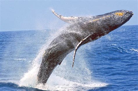 Your Guide To Whale Watching In Okinawa VISIT OKINAWA JAPAN