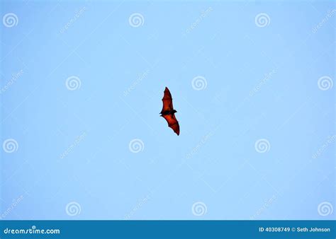 Philippines fruit bats stock image. Image of large, tree - 40308749