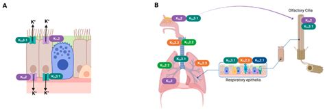 Expression Sites Of Kca And Kca Channels In The Respiratory System