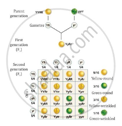 How Do Mendel S Experiment Show That Traits Are Inherited Independently