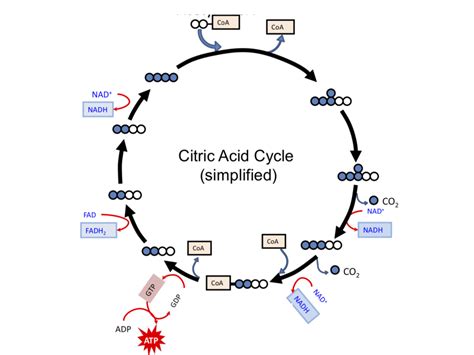 Biology - Citric Acid Cycle Names Diagram | Quizlet