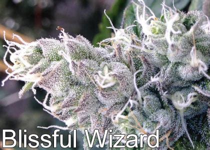 20 Cannabis Strains High In THC – The Chill Bud