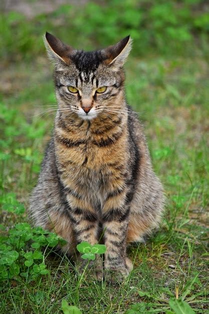 Gato Sentado En Un Campo Foto Premium