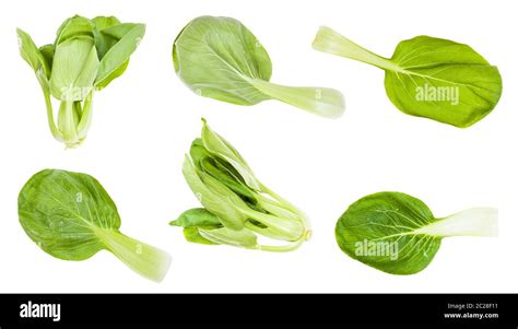 Various Roots And Leaves Of Bok Choy Pak Choi Pok Choi Leaf Chinese