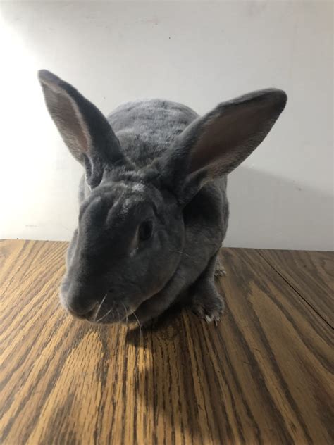 Rex Rabbit Proven Doe Mother For Sale Rabbits For Sale