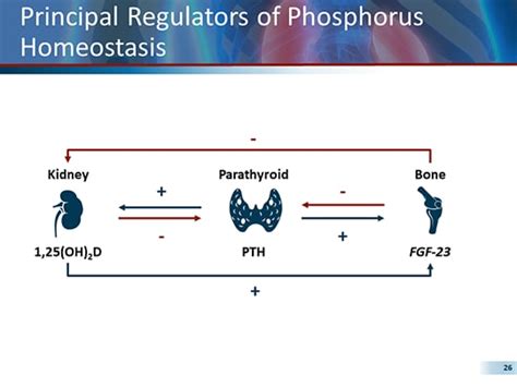 Hereditary Hypophosphatemia Diagnostic Challenges And Potential New