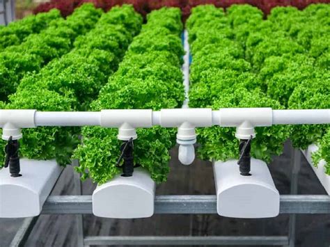 hydroponic farming top  hydroponic systems   crops