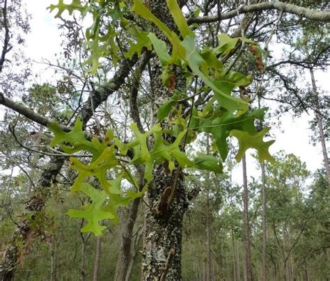 Oak Trees Native to Central Florida - Sharons Florida