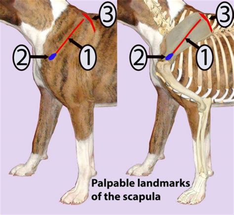 Scapula With Pics Flashcards Quizlet