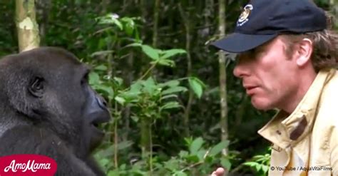 Un Homme S Est Rendu Dans La Jungle Pour Retrouver Le Gorille Qu Il