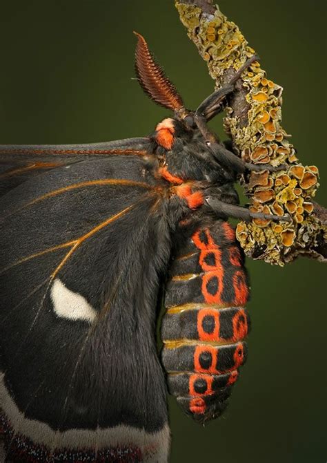 Goth Moth | Beaux papillons, Papillon de jour, Papillon de nuit