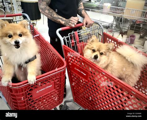 Shopping At Pet Store Hi Res Stock Photography And Images Alamy