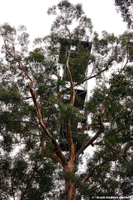 Bicentennial Tree Eucalyptus Diversicolor Karri Pemberton Western