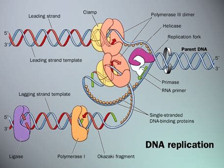 Bio Gallery: DNA Replication Stages Image