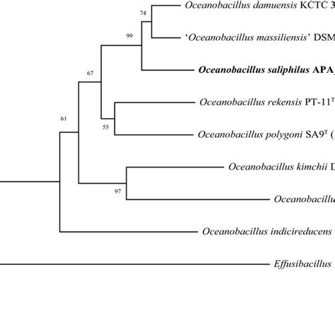 The Phylogenomic Tree Based On The Marker Genes Showing The