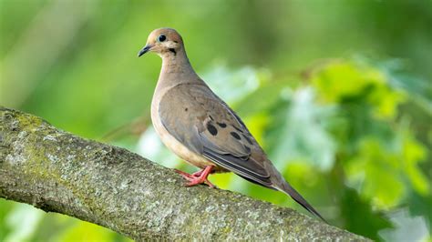 How To Grow Cosmos In Your Yard To Attract Mourning Doves Global Ideas