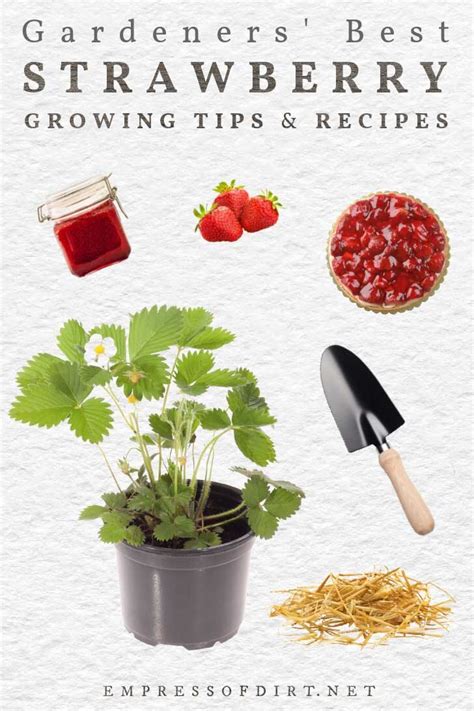 20 Top Strawberry Growing Tips, Ideas and Recipes