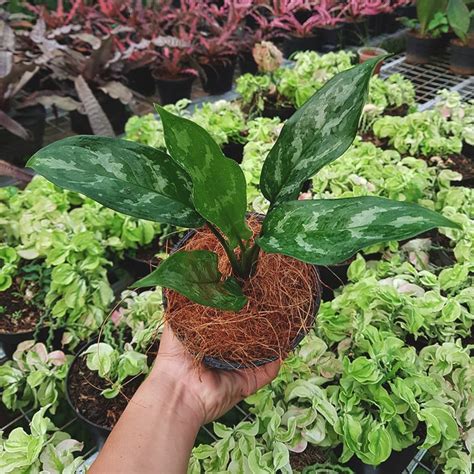 Jual Aglaonema Commutatum Schott Tanaman Hias Aglonema Indoor