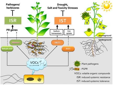 Dynamic Chemical Communication Between Plants And Bacteria T