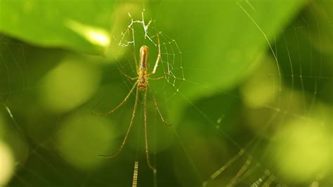 Más de 1 000 vídeos en HD y 4K gratis de Araña Gato y Araña Pixabay