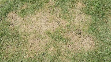 Brown Patch Control Mansfield Wooster And Strongsville Oh Free Spray Lawn Care