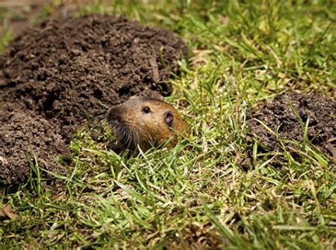 Pocket Gopher Information | Mole Management LLC