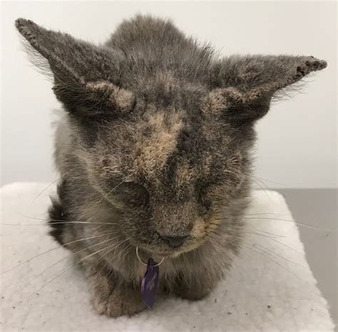 Mite Infestations in Animals - Ear Disorders - Merck Veterinary Manual