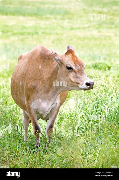 Kuh großes euter Fotos und Bildmaterial in hoher Auflösung Alamy