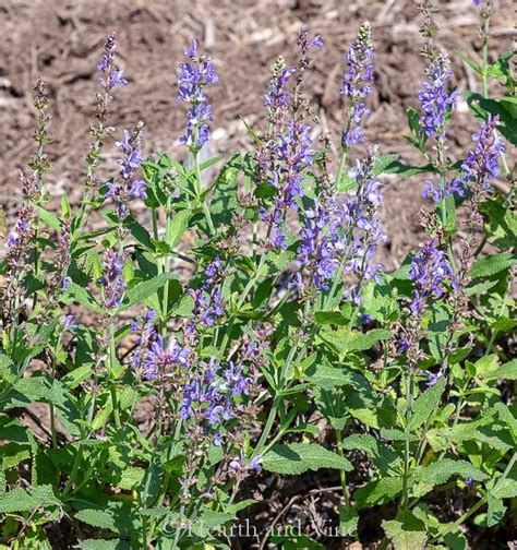 Easy To Grow Perennials For Clay Soil Perennials Ornamental Grasses