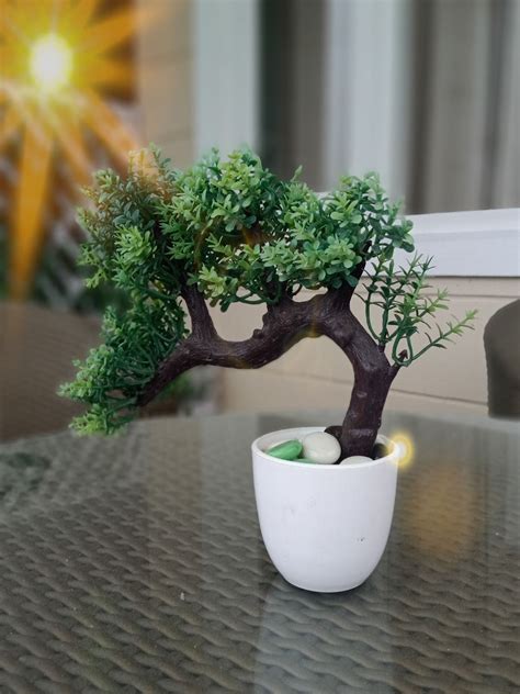 Zanthoxylum Bonsai Tree Care Guide - Bonsai Tree Gardener