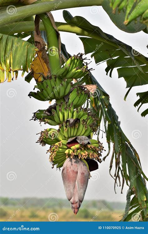 Banana Plant Flower Bud And Banana Bunch Stock Image Image Of