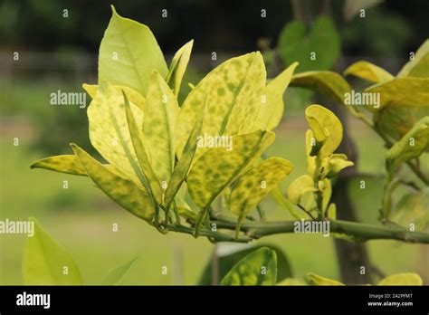 Malattia Degli Agrumi Immagini E Fotografie Stock Ad Alta Risoluzione