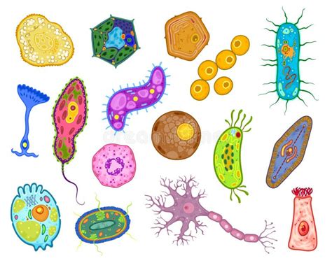 Amoeba Protozoa And Unicellular Protist Cells Stock Illustration Illustration Of Protist