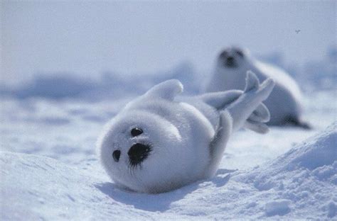 Cute Harp Seal Pup Baby Seal Pup Baby Harp Seal Cute Baby Animals