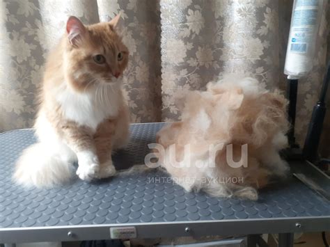 Экспресс линька кошек и собак — купить в Красноярске. Другие (услуги ...