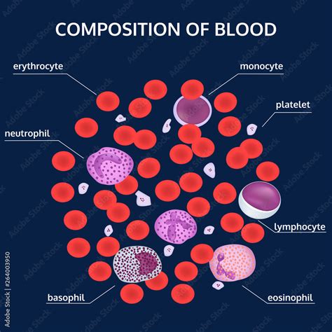 Infographics of composition of blood: red, white cells, platelets under ...