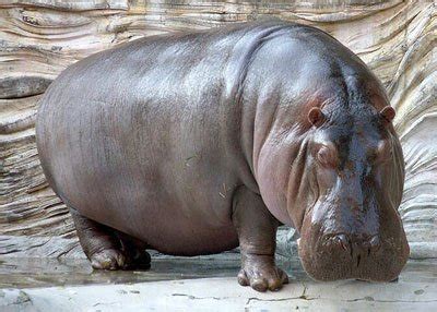 River Hippo | The Animal Facts