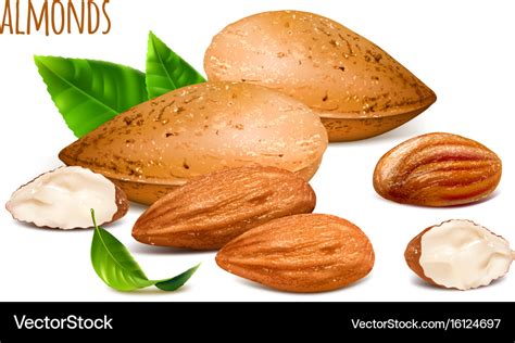 Almonds Whole And Almond Royalty Free Vector Image