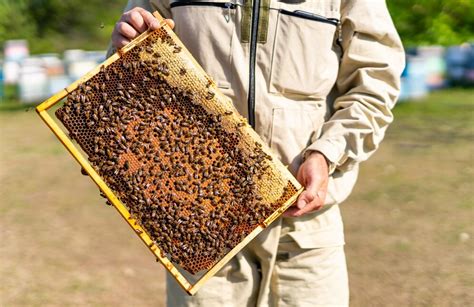 Premium Photo | Organic honey apiary equipment wooden beehive frame holding in hands