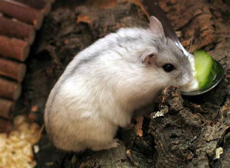 Campbell's Dwarf Hamster: Profile, Facts, Traits, Size, Care - Mammal Age