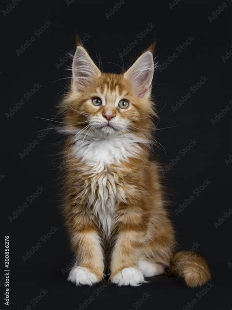 Sweet Red Tabby With White Maine Coon Cat Kitten Sitting Straight Up