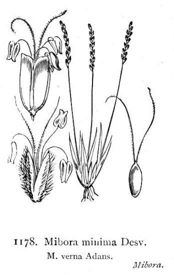 Mibora minima - Alchetron, The Free Social Encyclopedia