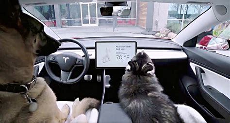 Tesla Rolls Out Dog Mode To Protect Pets From Hot Cars While