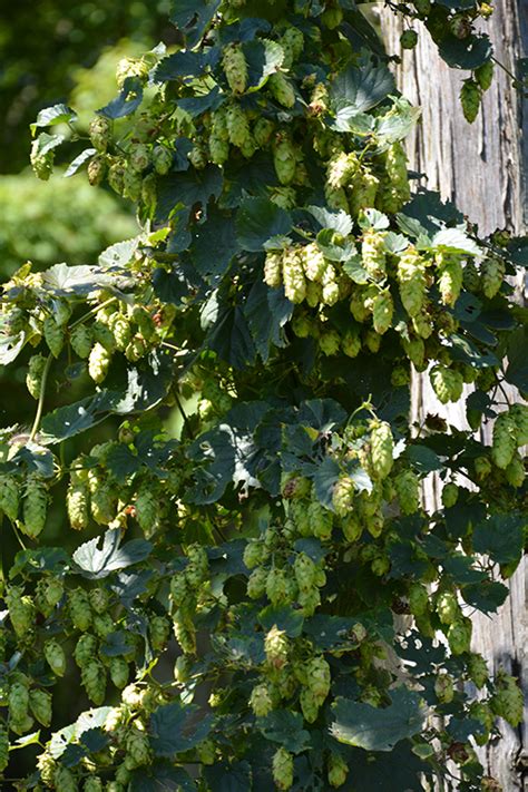 Cascade Hops (Humulus lupulus 'Cascade') in Naperville Aurora Batavia ...