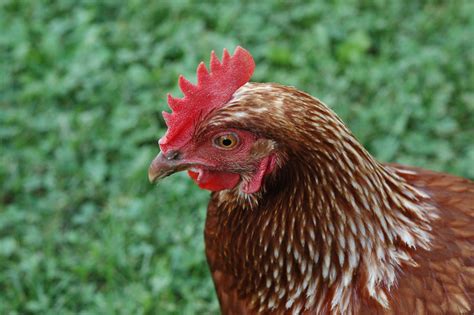 Golden Comet Chicken Breed Guide - Eco Peanut